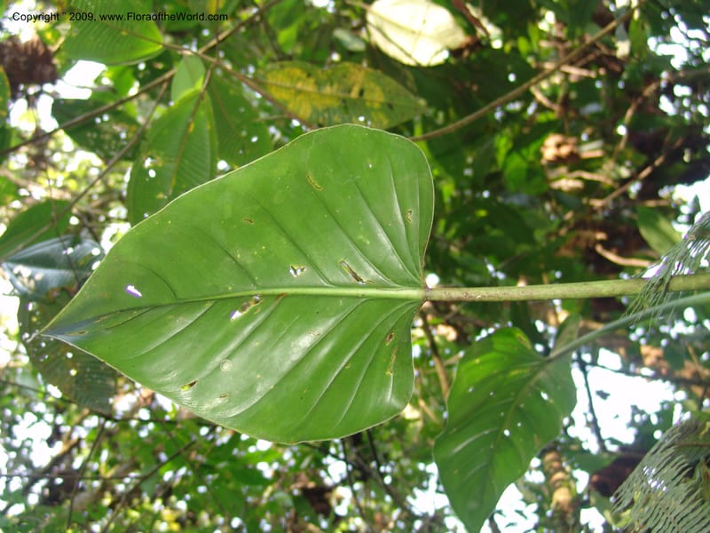 Philodendron attenuatum, Croat98778--Ecuador. Z.C. Margin of Rio Nangaritza. 17 Sep 07. 334.jpg