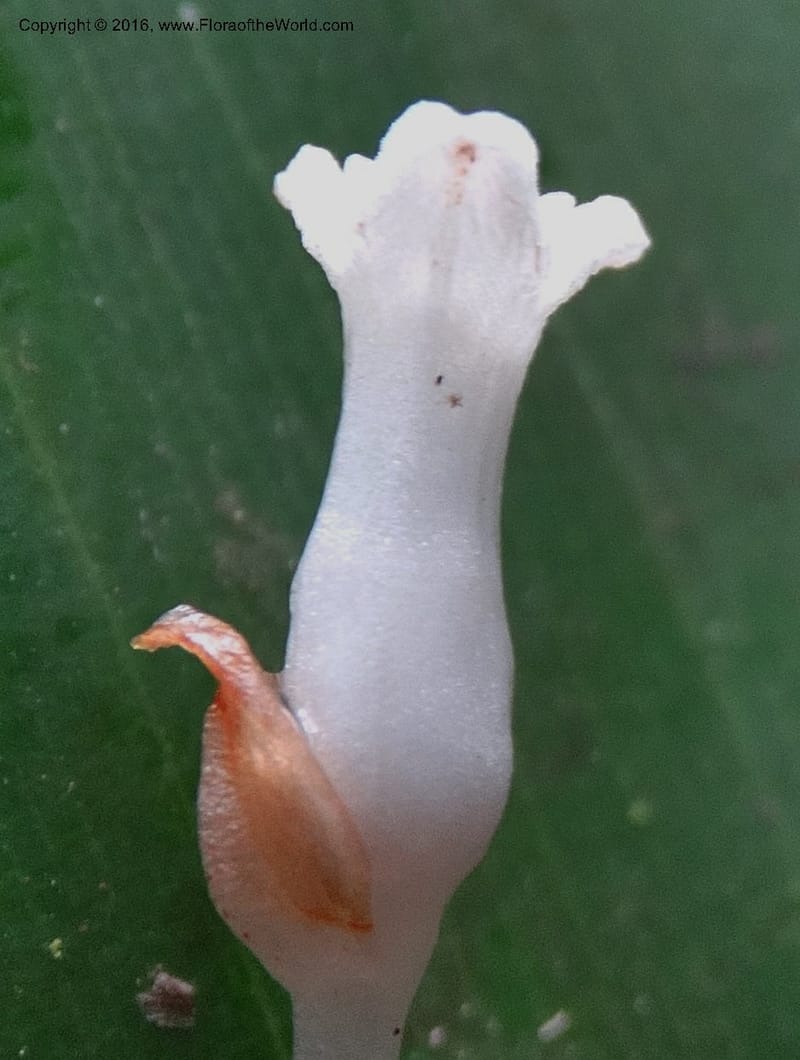 Gymnosiphon, Davidson, C 12931--Sabah. Kinabalu Nat. Park. Nalumad Substesen. 29 Mar 2015. DSC01294 (99).JPG