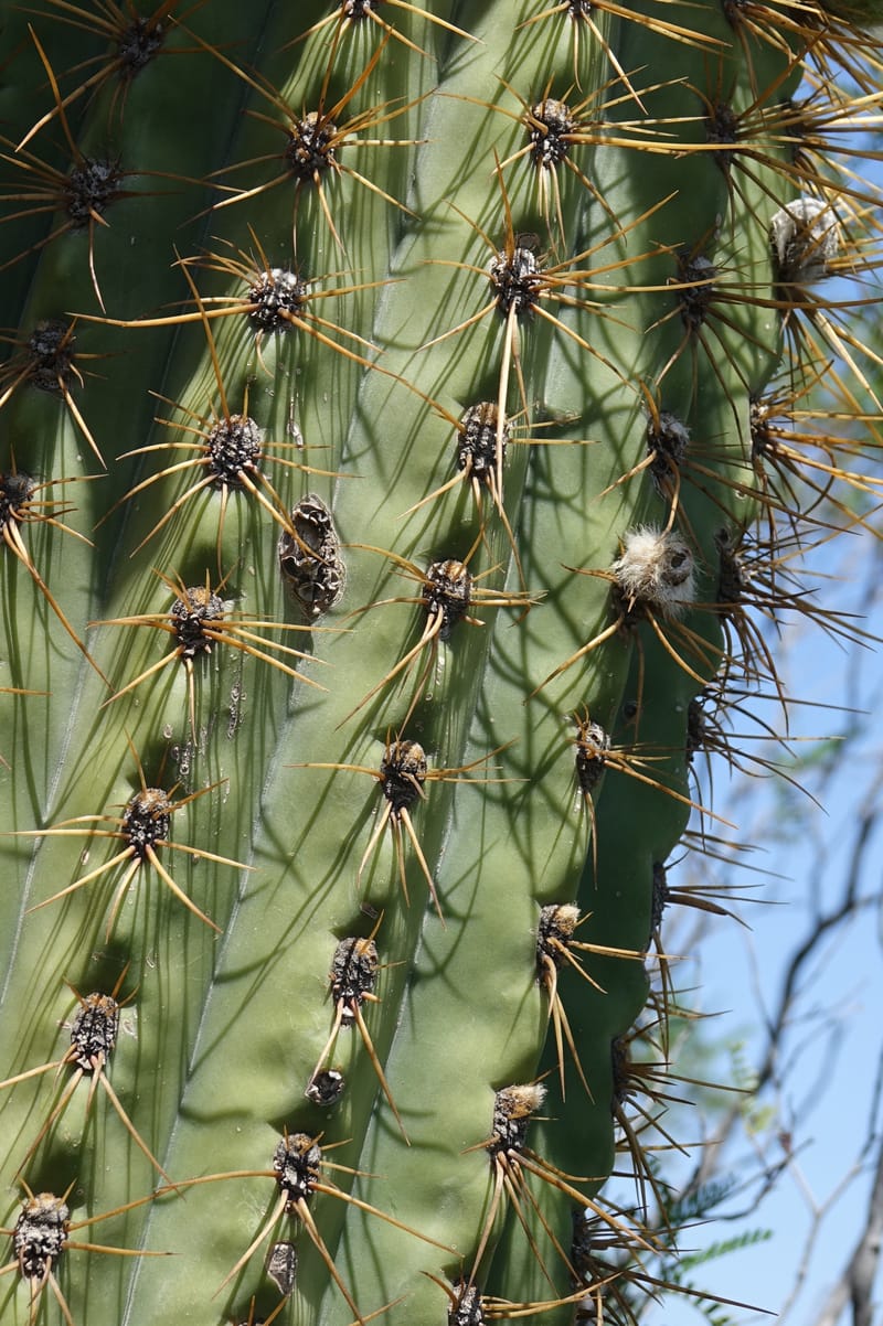 Trichocereus terscheckii--Argentina. Hwy 150, P.N. Ischigualasto. 7 Feb 2018. DSC09079 (29).JPG