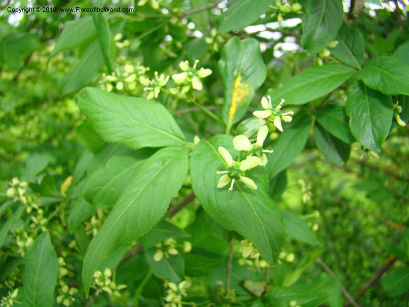 Euonymus europaeus, C. Davidson 11171--Slovenia, Notranjska Region, Meadow near Planina and Unica River, 16 May 2008. 067 (4).jpg