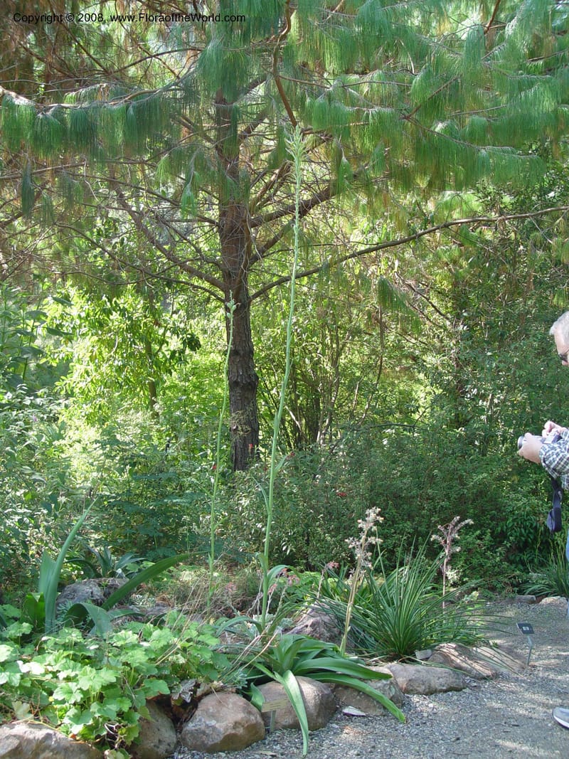 Manfreda, 98.0308--CA. UC Berkeley Bot. Gard. 19 Sep 03. 113.jpg