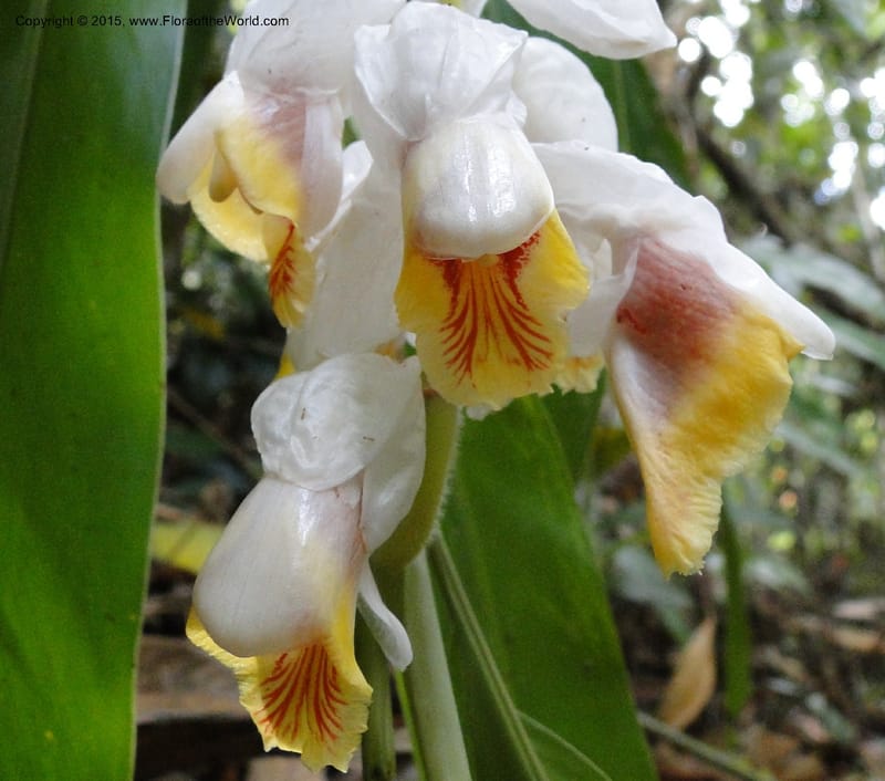 Alpinia, Regalado 1858--Viet Nam. Unknown mountain. 10 May 2011. 131 (5).jpg