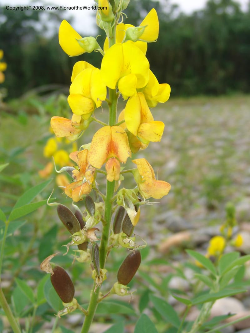Crotalaria micans, AAraujoM3097--Bolivia. Pq. Nal. Madidi. Rio Yariapo, 4 km E of Chalalan. 25 Sep 06. 004.jpg