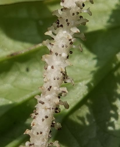Piper bonii, D. Boufford 44107--China. Yunnan. Lao jun Shan. 30 Apr 2018. DSC00424 (374).JPG