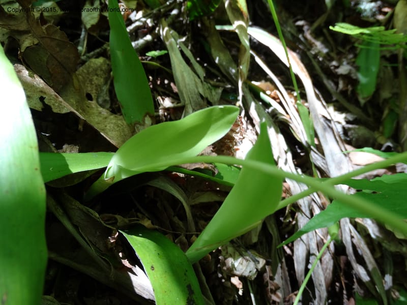 Cymophyllus fraserianus, Davidson, C 12984--North Carolina. Clay Co. Perry Gap Rd, Barnard's Cr. 13 May 2015. DSC04860 (70).JPG