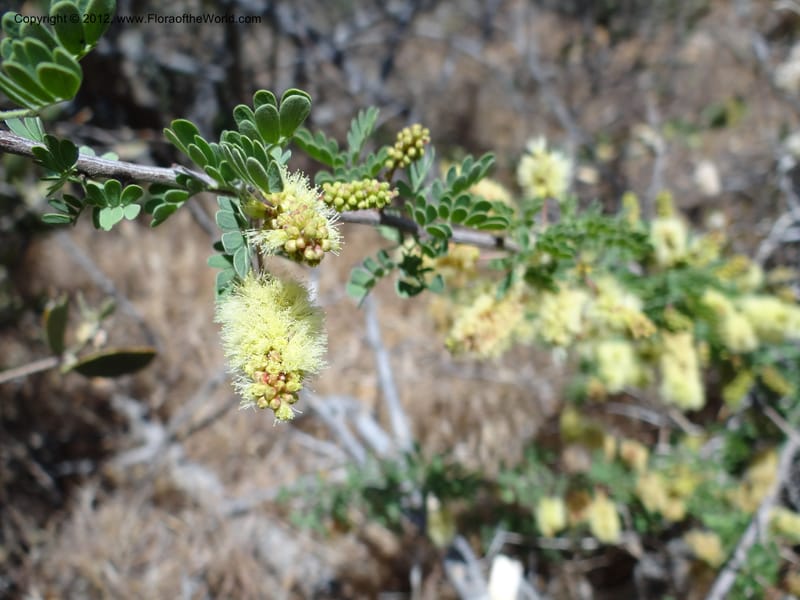 Acacia greggii, Davidson, C 11931--AZ. Yavapai Co. Crown King Rd. 7 May 2012.  (3).JPG