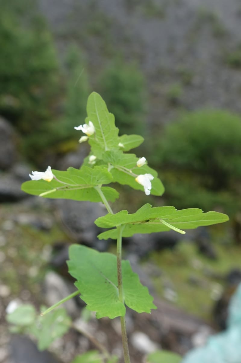 Impatiens apsotis, C. Davidson 13746--China. Yunnan. Tianbao Shan. 10 Aug 2017.  (178).JPG