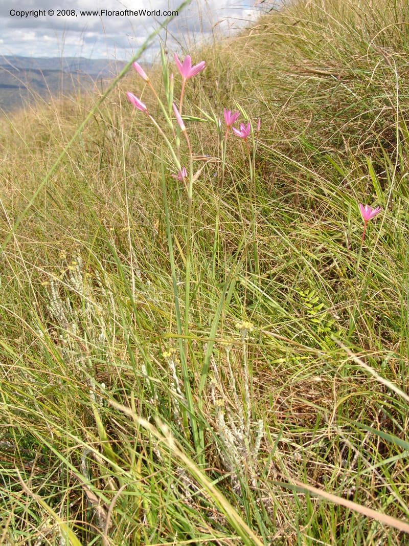 Hesperantha--So.Africa. E. Cape. Waringham Farm, Quanti Area, Stut. 8 Mch 05. 129.jpg