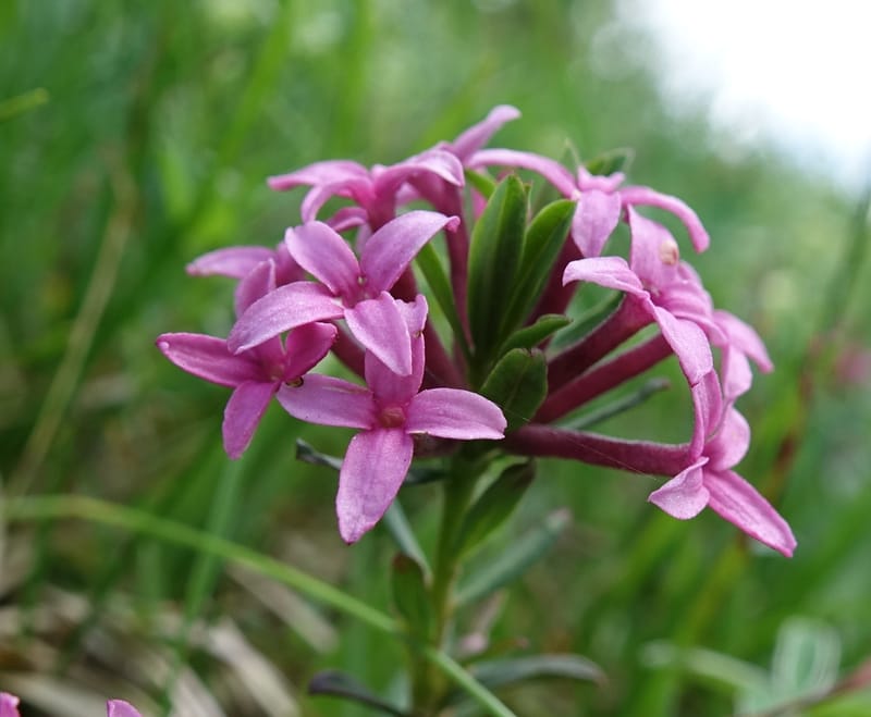 Daphne cneorum, Not coll.-- Switzerland. Col de Marchairuz. Grande Rolat Foret. 29 Jun 2016. DSC06193 (77).JPG