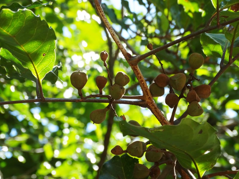 Cupaniopsis, Callmander, M 1227--New Caledonia. Tina. 10 Nov 2015. DSC00610 (6).JPG