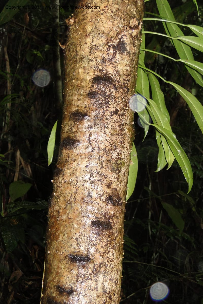 Pandanus joskei. M. Callmander 959--Fiji. Colo i Suva Forest Park. 8 Feb 2011. 068 (2).jpg