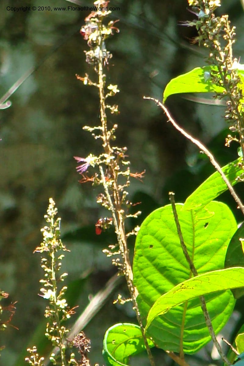 Hirtella, Vasquez 34712--Peru. Loreto. Dist. Nauta. Miraflores, Rio Tigre. 9 Nov 08. 121.jpg