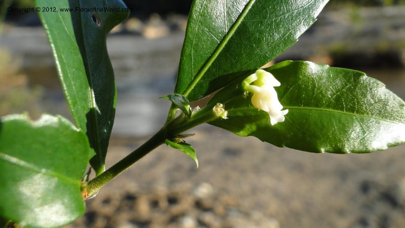 Rinorea angustifolia, N. Manjato 151--Madagascar. Mania River. 1 May 2010 159 (22).jpg