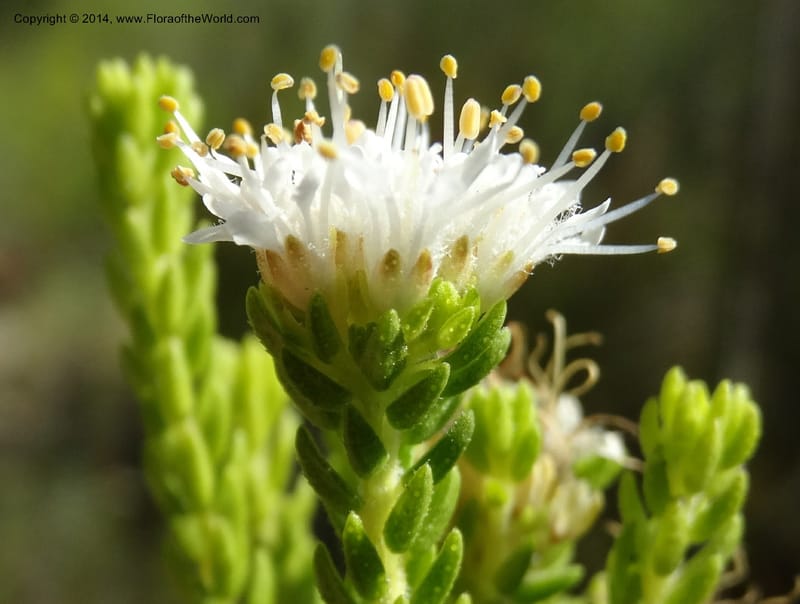 Agathosma collina, Davidson, C 12301--South Africa. Western Cape. De Hoop Nature Res. 22 Jan 2014. DSC01681 (106).JPG