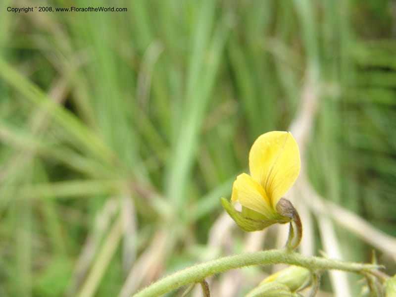 Crotalaria, Croat93485--Ecuador. Prov. Napo. Hwy . 13.5 km E of Baeza. 17 Aug 04. 030.jpg
