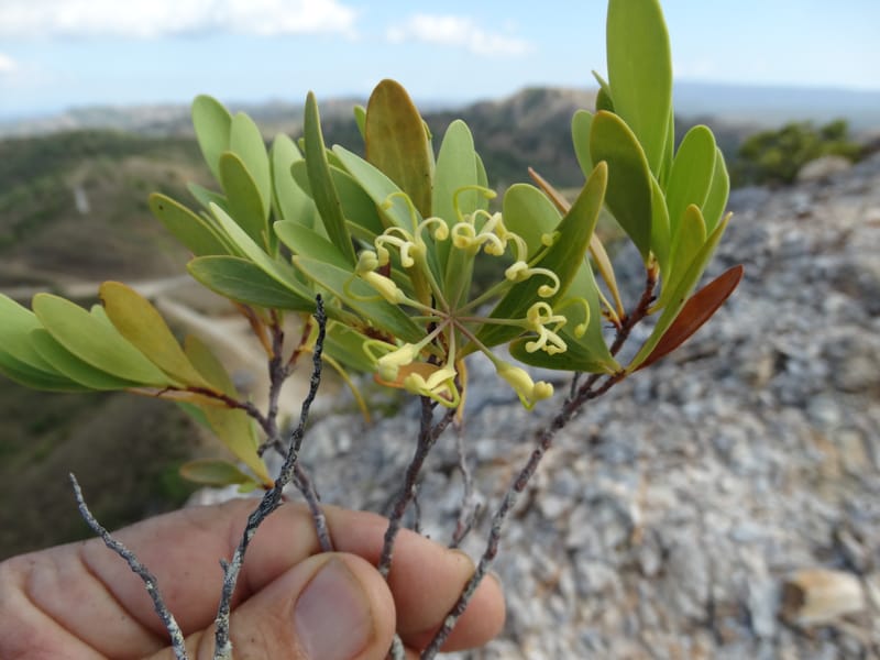Stenocarpus umbellifer, Callmander, M 1251--New Caledonia. Col d'Arama. 16 Nov 2015. DSC02942 (34).JPG