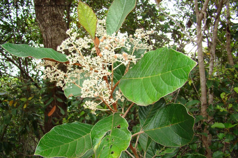 Argophyllum--New Caledonia. Mont Dore. 20 Jan 2010. 001 (213).jpg