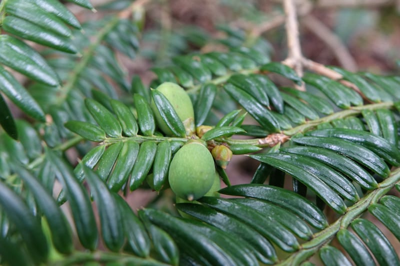 Torreya nucifera--Japan. Niigata. Trail along Sekikawa River. 29 May 2016. DSC05504 (112).JPG