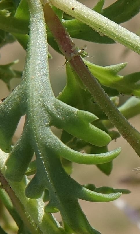 Oxygonum alatum, L. Nanyeni 1143--Namibia. B1 to Rehoboth, Frankie Fredricks St. 15 Mar 2018. DSC00565 (132).JPG