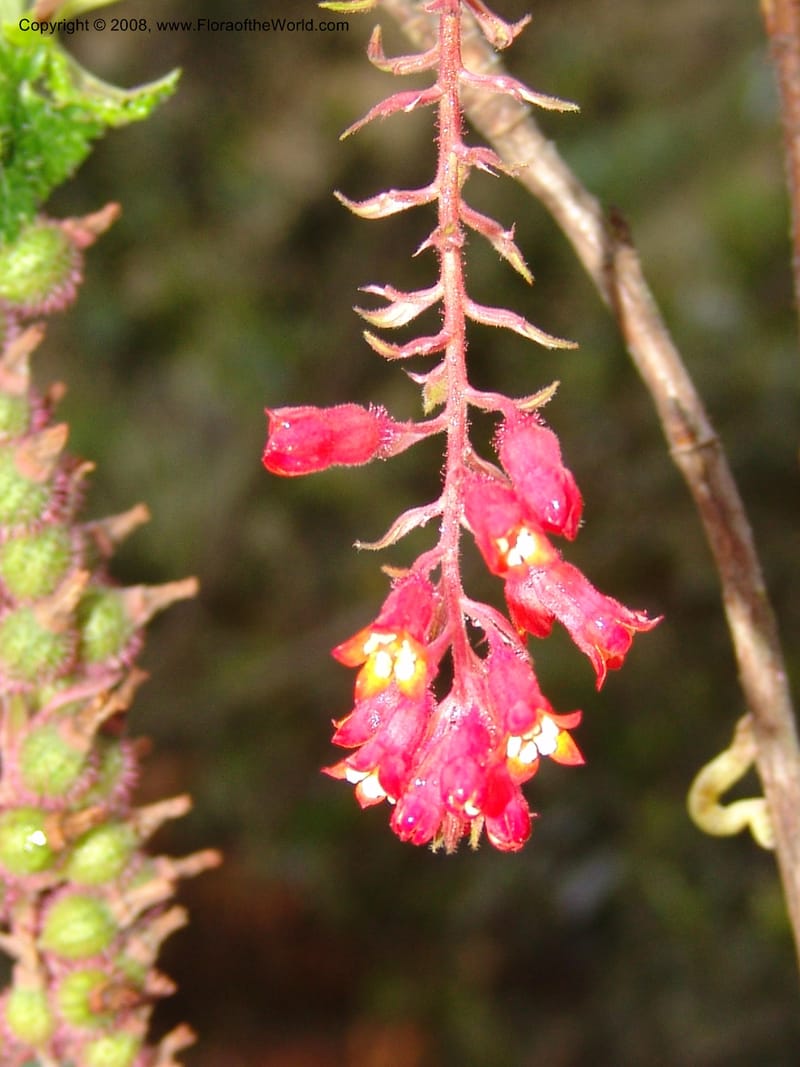 Ribes, RVasquez32898--Peru. Prv Pauctb. Rd to Manu NP. 27 Oct 07. 392.jpg