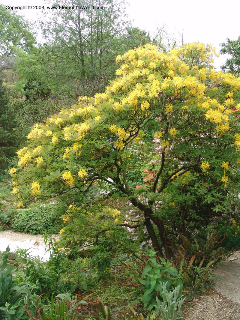 Rhododendron luteum--France. Paris. Jardin des Plantes. 28 Apr 05. 064.jpg