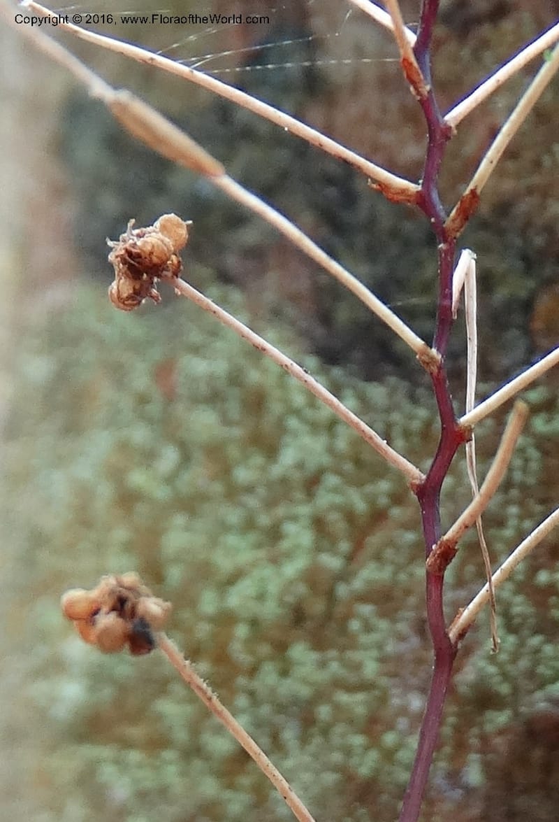 Sciaphila, Davidson, C 12754--Sabah. Hampuan FR. 13 Oct 2014. DSC04689 (21).JPG