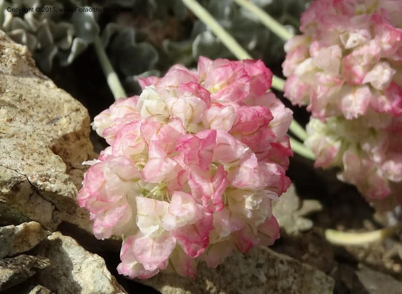 Eriogonum ovalifolium var. nivale, Davidson, C 12594--ID. Idaho Co. Seven Devils Camp Ground. 15 Jul 2014. DSC00113 (233).JPG