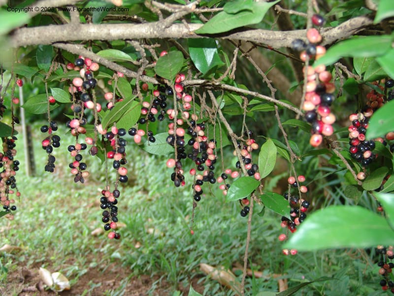 Antidesma vogelianum--So. Africa. Lowveld Nat. Bot. Gard. 14 Mch 05. 452.jpg