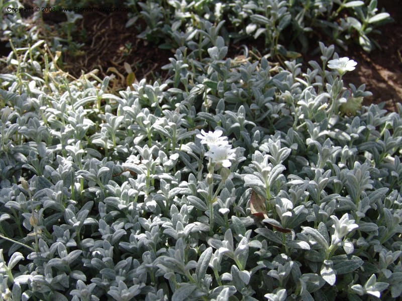 Cerastium tomentosum--AZ.  Arboretum at Flagstaff. 3 Sep 04.  165.jpg