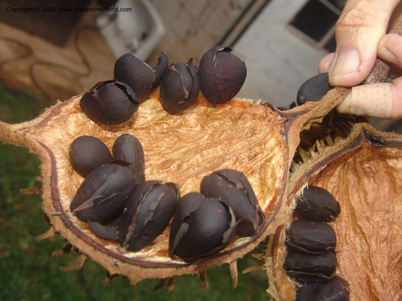 Sterculia ceramica, DF 235 M--FL. Fairchild Tropical Gard. 16 Jan 03. 161.jpg