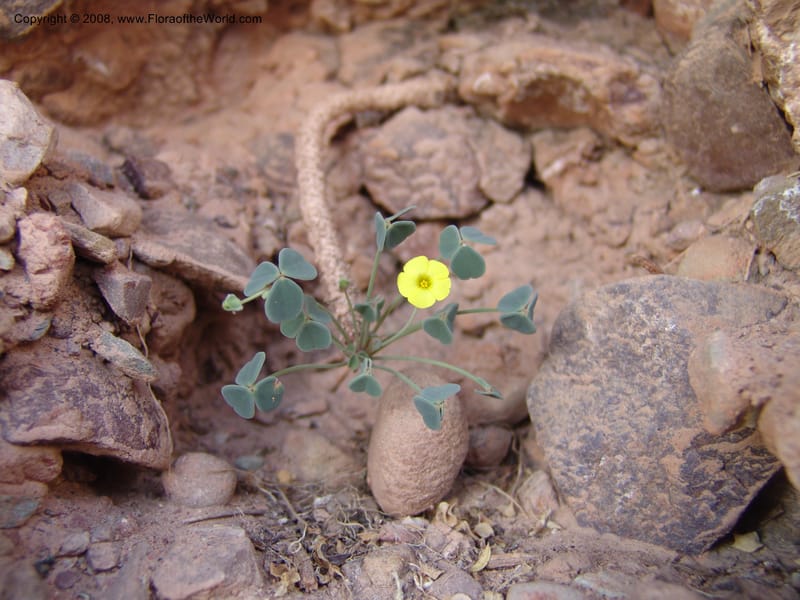 Oxalis pachyrrhizus--Bolivia. La Paz. Send. Aguila. 4 Dec 04. 270.jpg