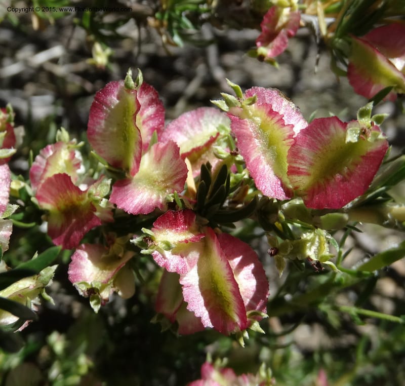 Tetraglochin alatum, Davidson, C 12788--Chile. Ruta 115, to Laguna del Maule. 24 Nov 2014. DSC07486 (285).JPG