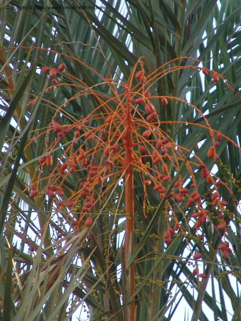 Phoenix dactylifera--Crete. Phenix trail, W of Loutro. 28 May 05. 016.jpg