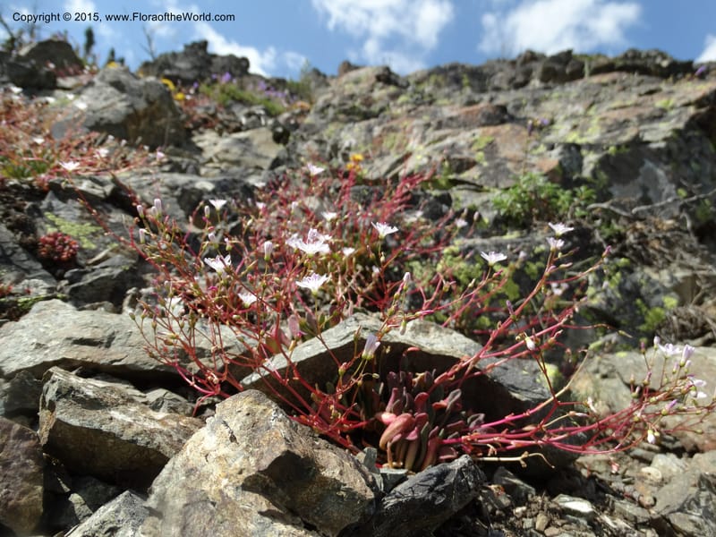 Lewisia columbiana var. wallowensis, Davidson, C 12591--ID. Idaho Co. Seven Devils Camp Ground. 15 Jul 2014. DSC00113 (143).JPG