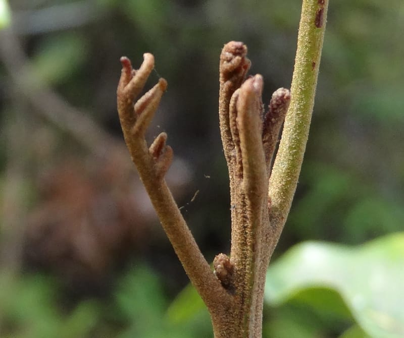 Arytera brackenridgei, Lowry, P 7334--Fiji. Vesidrua Vill. 5 Nov 2015. DSC09139 (18).JPG