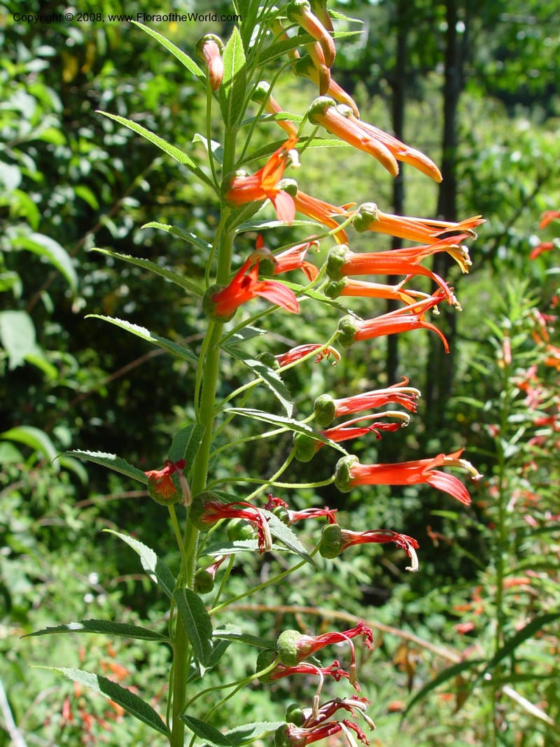 Lobelia laxiflora, 77.0028--CA. UC Berkeley Bot. Gard. 4 Jul 03. 040.jpg