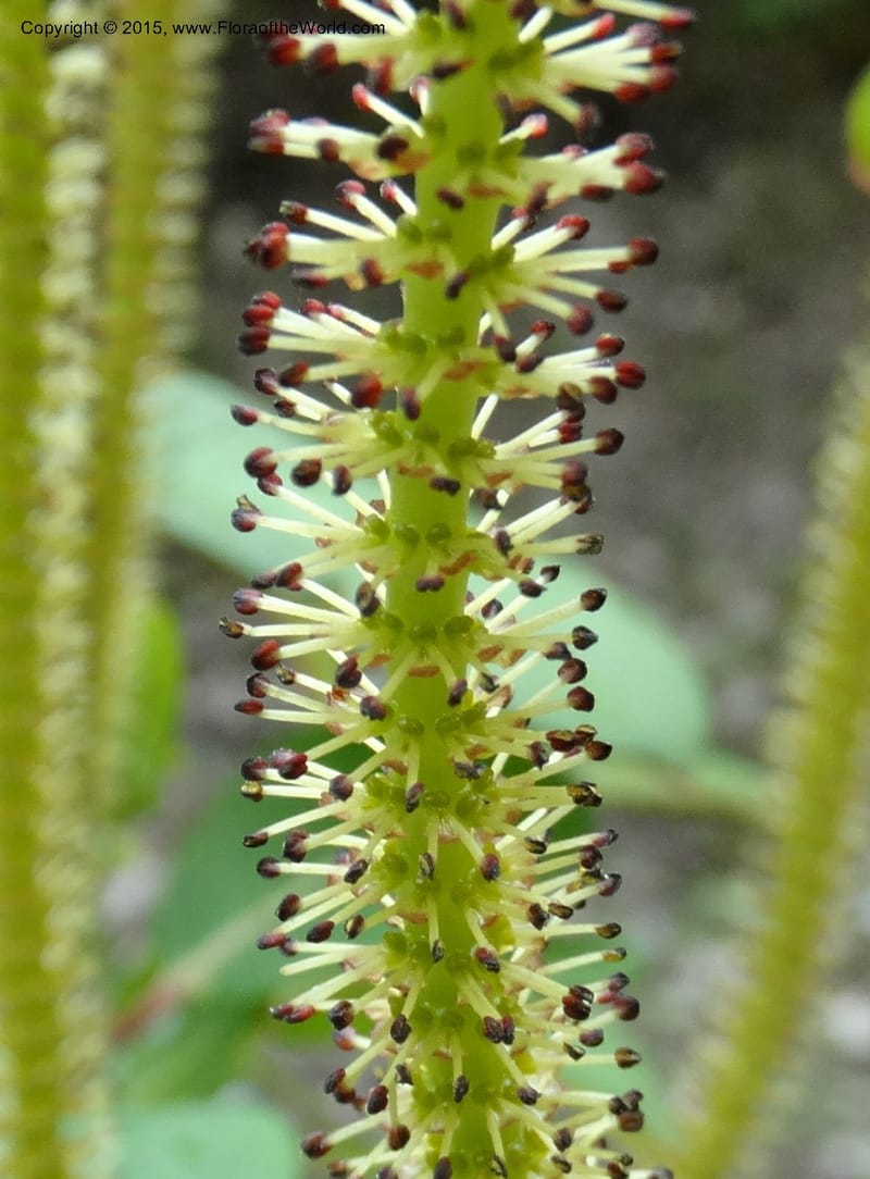 Salix, Boufford, D 43739--China. Sichuan. XinZhaZi Gou. 14 May 2014. DSC06426 (24).JPG
