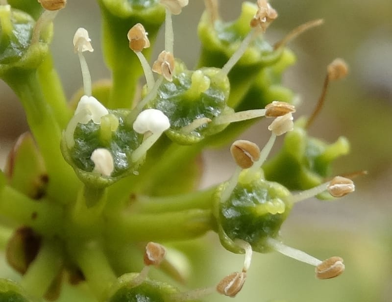 Myodocarpus involucratus, Lowry, P 7375--New Caledonia. Mont Dzumac. 12 Nov 2015. DSC01563 (543).JPG