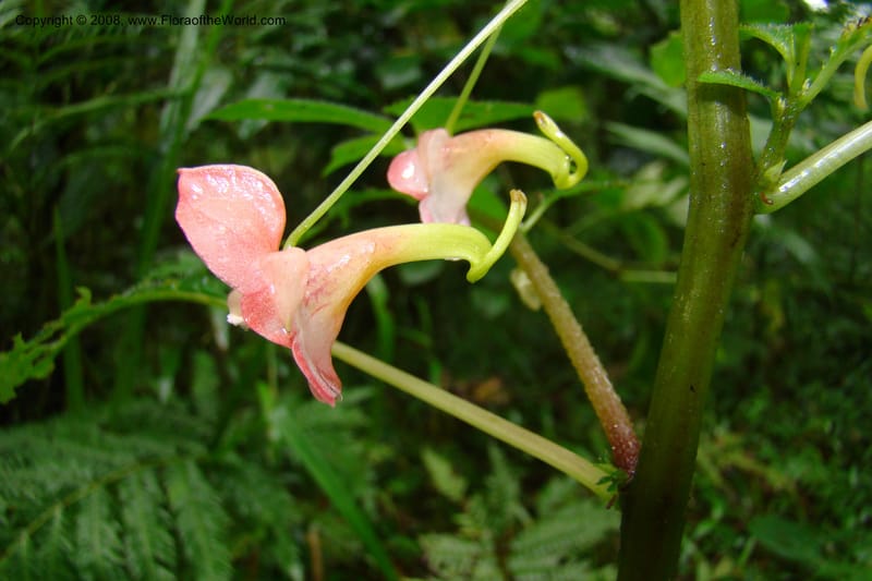Impatiens austrotanzanica, WKindeketa2975--Tanz. Rungwe Distr. Rungwe For. Res. 24 Jan 08. 063.jpg