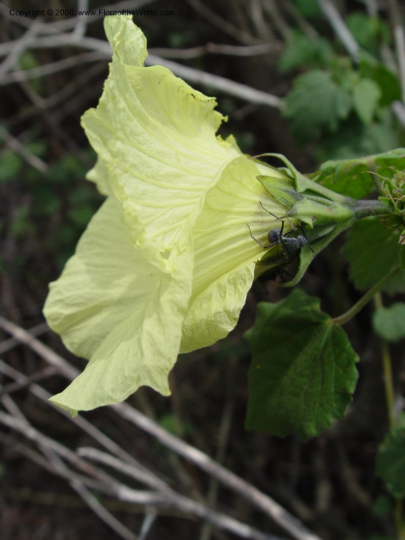 Hibiscus calyphyllus--So. Africa. KwaZuluNatal. Hluhluwe Game Res. 30 Sep 03. 096.jpg