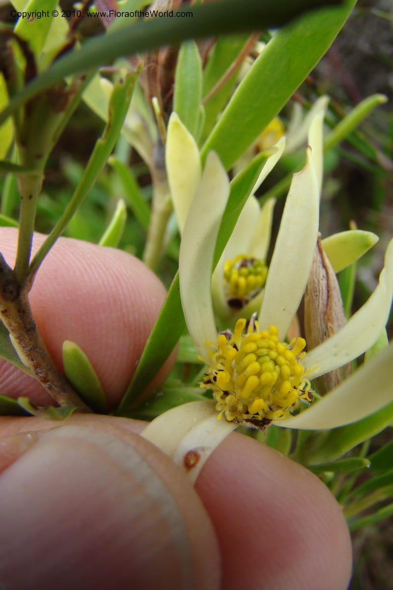 Leucadendron eucalyptifolium, C. Davidson 11491--South Africa. Marloth Nat. Res. Langeberg Mts. 22 Aug 09. 235 (2).jpg