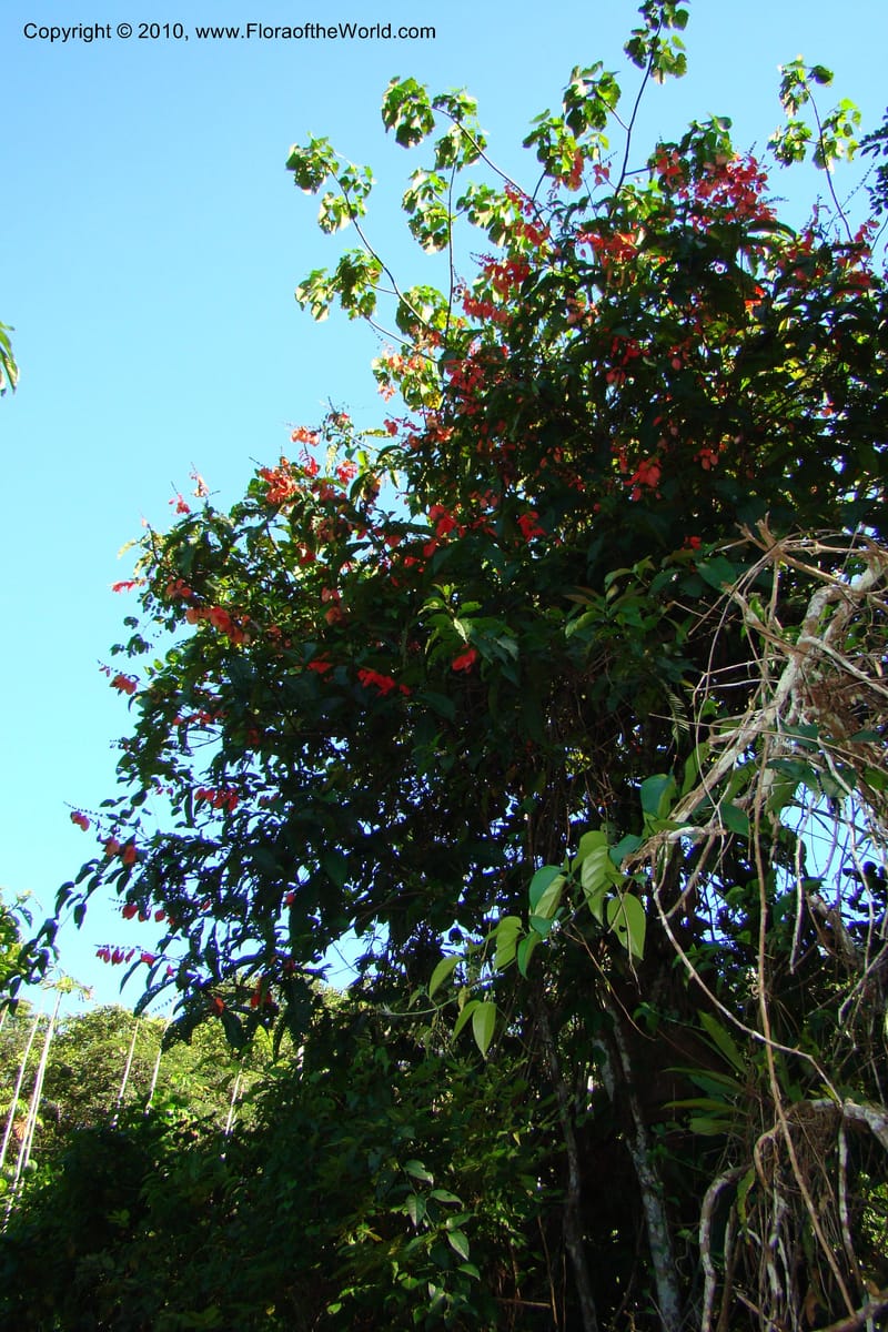 Warszewiczia, Vasquez 34793--Peru. Loreto. Dist. Nauta. Miraflores, Rio Tigre. 10 Nov 08. 784.jpg