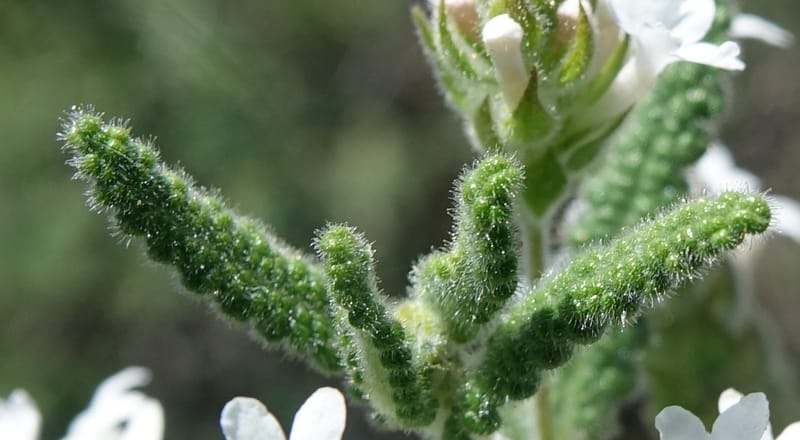 Aloysia castellanosii, Fortunato 13147--Argentina. Hwy 150, S of Ischigualasto. 7 Feb 2018. DSC09263 (69).JPG