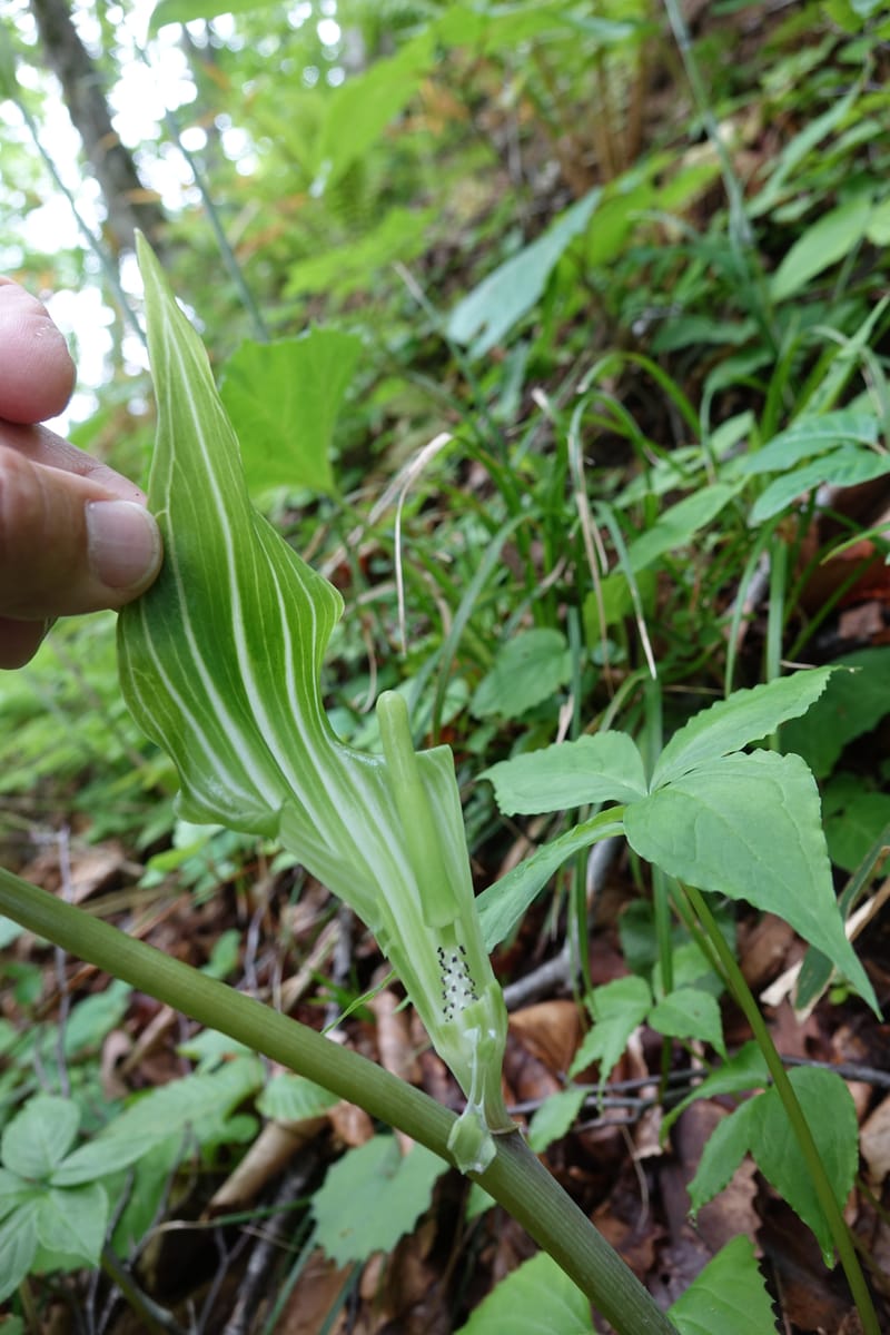 Arisaema amurense var. robustum--Japan. Niigata. Sasagamine. Yu Memidaira. Forest Therapy Trail. 28 May 2016. DSC04970 (6).JPG