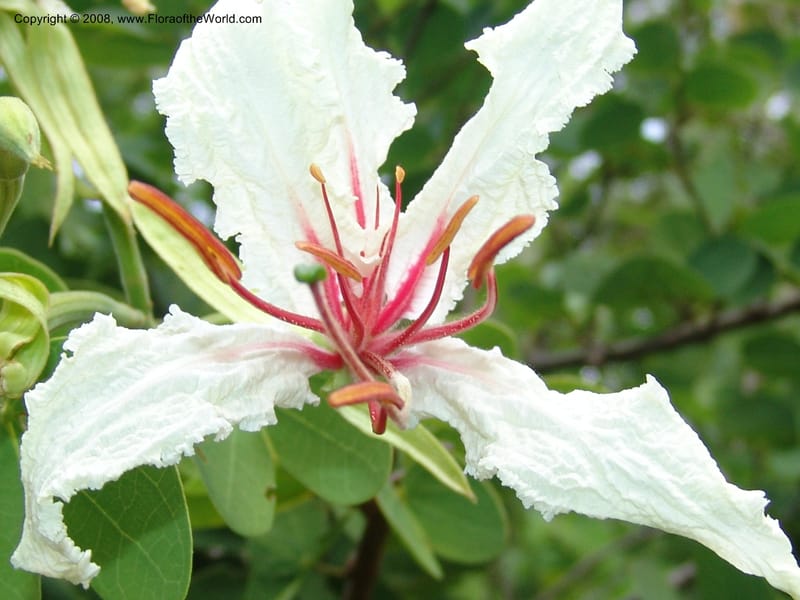 Bauhinia petersiana ssp macrantha--So. Africa. Lowveld Nat. Bot. Gard. 14 Mch 05. 139.jpg
