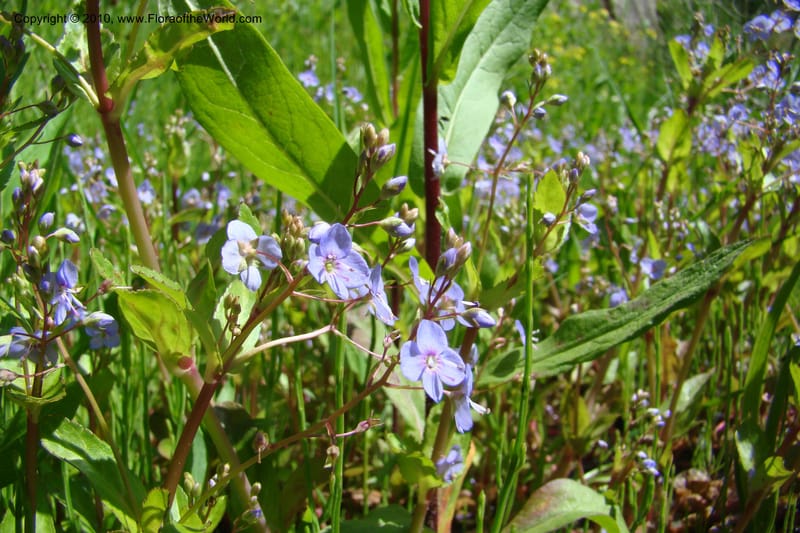 Veronica americana, C. Davidson 11464--ID. Valley Co. Warm Lake. 16 June 2009. 060.jpg