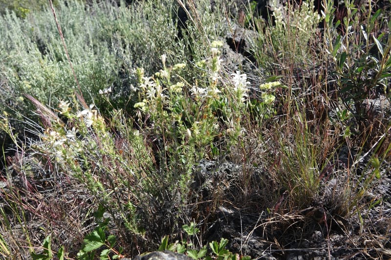 Leptodactylon pungens, C. Davidson 13670--ID. Hwy 20 W of Arco. Open basalt flow. 18 Jun 2017. DSC02519 (87).JPG