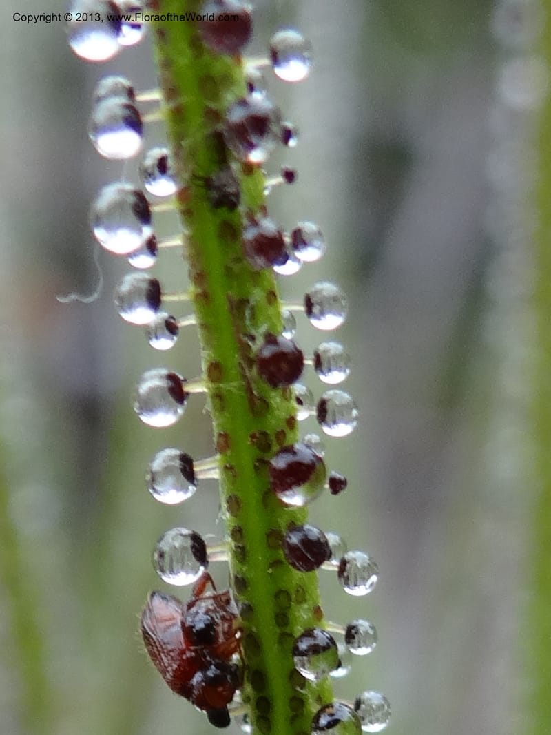 Drosophyllum lusitanicum, Davidson, C 12167--Spain. Andalucia. Parque Natural Alcornocales. 28 May 2013. DSC05381 (44).JPG