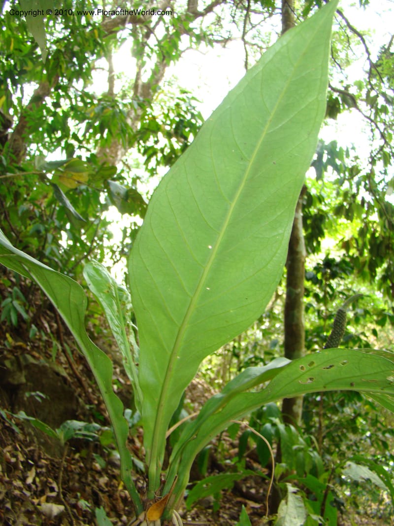 Anthurium acutifolium, B. Hammel 24632--Costa Rica. Puntar. rd betw Atenas and Orotina. 10 Apr 08. 043 (8).jpg