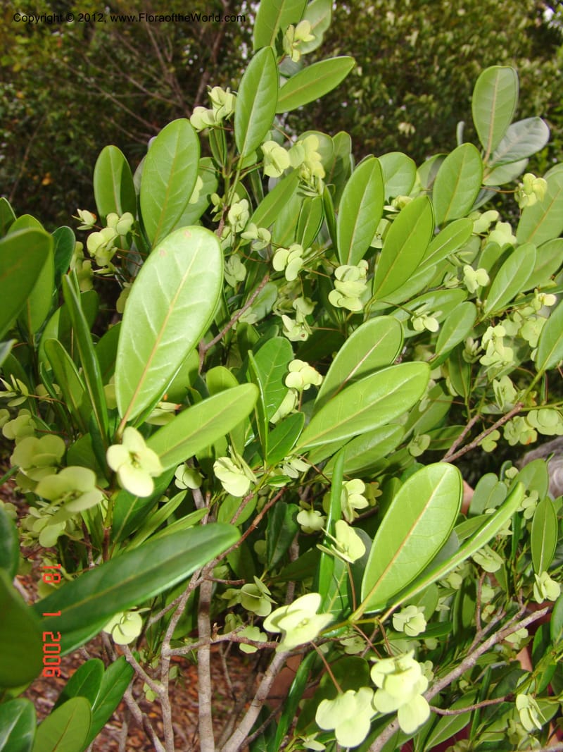 Homalium involucratum, Ranaivojaona, R 1374-Madagascar 18 Jan 2006  122 (4).jpg